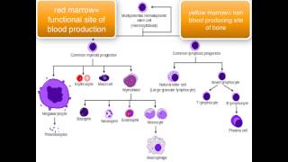 Immunology  introduction [upl. by Effie409]