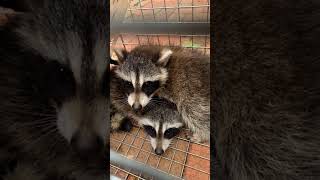 Cute baby raccoons [upl. by Kee81]