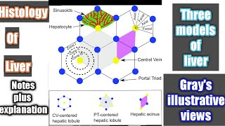 Histology of liver  classical hepatic lobule  portal lobule  hepatic acinus  structure of liver [upl. by Aisila218]