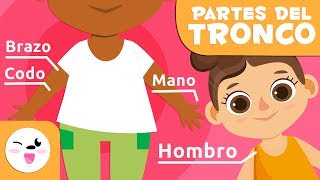 Las partes del cuerpo humano  El torso  Vocabulario para niños [upl. by Nhguavad106]