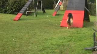 Dog Agility  Contact Drills Feb 09 [upl. by Allak]