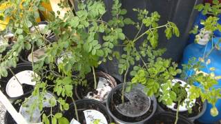 10 Moringa Trees Broward County Florida July 2018 [upl. by Nesila]