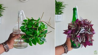 DIY Drip Irrigation Transforming a Water Bottle and Qtip into a Smart Watering System for Plants [upl. by Siddon]