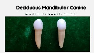 Deciduous Mandibular Canine  Oral Anatomy [upl. by Cathrine]