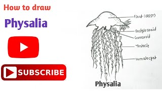 How to draw Physalia  Physalia Diagram  Phylum Coelenterata  coelenterata physalia diagram [upl. by Catherina]