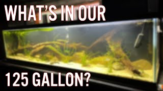 125 Gallon Community Aquarium  What Fish [upl. by Eizzil12]