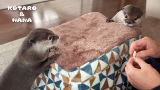 ぽかぽかこたつをカワウソにあげたら感激して引っ越しはじめた Otters Fall in Love with Warm Kotatsu [upl. by Neenad707]