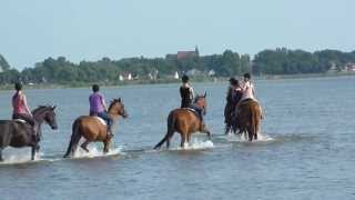 Rügen für Reiter Boddenritt [upl. by Eidnyl]