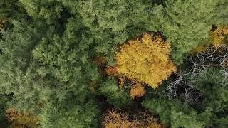 Kawartha Lakes Forest BirdsEyeView [upl. by Alledi53]