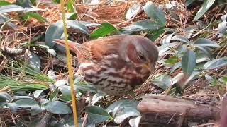 Foraging Fox Sparrow [upl. by Eek]