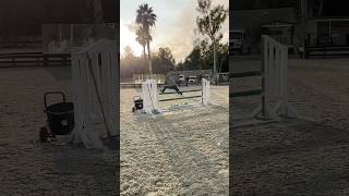 Running a SHOW JUMPING course in under 40 seconds so it can be a YouTube Short [upl. by Aibos]