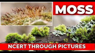 Plant kingdom 04  MOSSES Class 11 CBSE NCERT  NEET NCERT through pictures  Bryophytapart 3 [upl. by Opportuna]