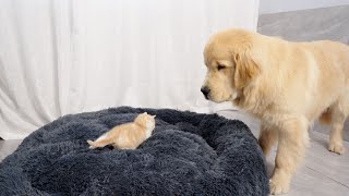 Golden Retriever is Startled by a Kitten Occupying His Bed [upl. by Fennell]