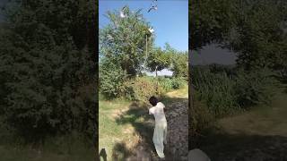 Swan 🦢🦢 hunting 🏹farming hunting humor shorts viralshorts birdhunting youtubeshorts farmer [upl. by Dnomse269]