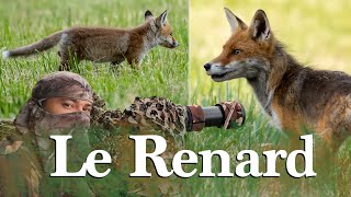 Le RENARD  Photo animalière  Observation incroyable [upl. by Cran964]