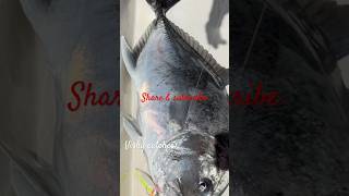 Giant trevally Maldives malluangler fishing jigging shortvideo [upl. by Odlaniger523]