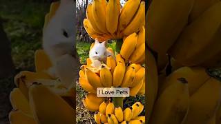 Cutest Pet Moments That Will Make You Smile🐕❤️🔥pets cute dog puppy cats viral shorts [upl. by Letsyrhc]