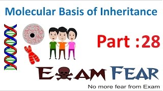 Biology Molecular Basis of Inheritance part 28 RNA  Adapter Molecule class 12 XII [upl. by Aninahs]