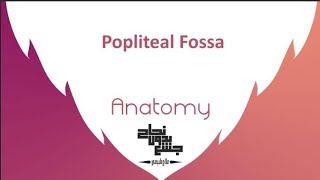 Popliteal Fossa Anatomy 2 Lec 3part2 [upl. by Galloway]