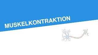 MUSKELKONTRAKTION  Biologie  Neurobiologie und Verhalten [upl. by Voltmer369]