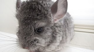 Baby Chinchilla CloseUp [upl. by Kegan]