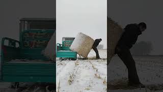 The process of loading circular haystacks by hand [upl. by Boland733]