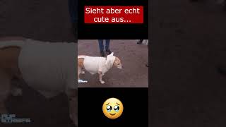 Der Hund im Schafspelz 🥺​🐏​ cute dog [upl. by Cynde]