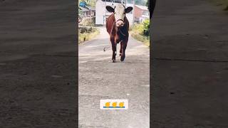 Cow 🐄 short video shorts viral cow [upl. by Alian951]