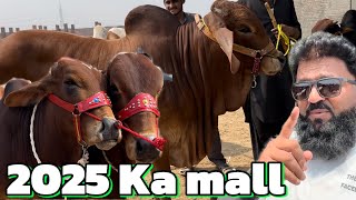 Cow Mandi Lahore  sahiwal cholistani bachre  2025 qurbani Ka mall  shapur kanjra Mandi Lahore [upl. by Constantia316]