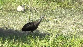 Limpkin Crying for a Mate [upl. by Colb]