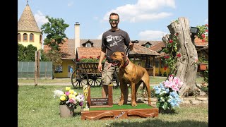 TOSA INU amp MEGBÍZHATÓ TENYÉSZTŐK Heck Gyula Ordasi Dunaőrző Tosa Inu Kennel [upl. by Arza]