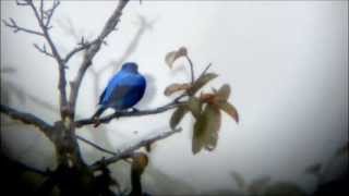 Banded Cotinga  Crejoá  Cotinga maculata [upl. by Luisa]