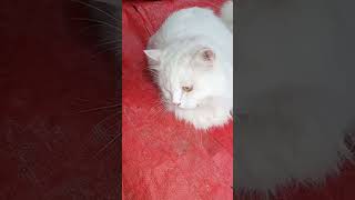 Hislerim music bass remix dubstep cat trending cuteanimal viralvideo viralmusiccat [upl. by Bicknell]