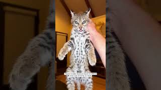 Rescue a baby bobcat animalshorts shortvideo animalrescue [upl. by Annaliese]