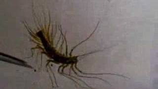 Amazing Creatures Vol1 No1  Scutigera coleoptrata [upl. by Wylen]