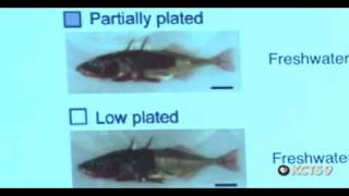 Evolution of Stickleback Fish in Lake Washington Part 1 of 2  SCIENCE CAFE [upl. by Guildroy]