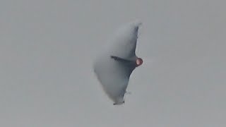 Saab JAS39C Gripen Vapor Vortex Overwing Condensation Swedish Air Force [upl. by Derril]