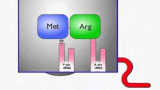 T1102 Sintesis de Proteina [upl. by Nerahs]