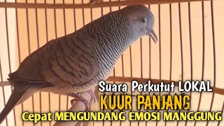 perkutut lokal gacor bermacam  macam Suara BIRAHI PERKUTUT EMOSI 100 pancingan perkutut lokal [upl. by Annoyed]