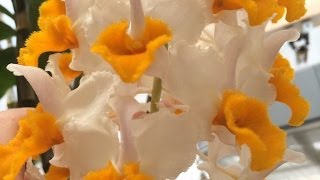 Tropical Greenhouse Orchid Tour for June Whats in Bloom and Orchid care tips [upl. by Chari785]