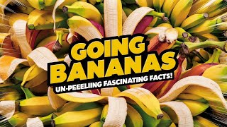 Going Bananas Unpeeling Fascinating Facts [upl. by Launce]