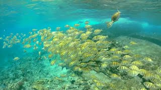 Snorkeling Petite Soeur and Grande Soeur Seychelles 🇸🇨 [upl. by Humble]