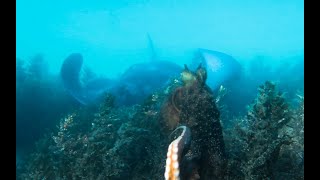 MASSIVE STINGRAY VS TWO ENORMOUS MATING OCTOPUSES [upl. by Selwyn]