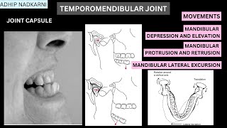 TEMPOROMANDIBULAR JOINT ARTICULATION AND DISC BIOMECHANICS Physiotherapy Tutorials [upl. by Diao]