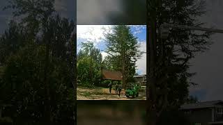 Tree worker TIMELAPSE [upl. by Adnauqal]