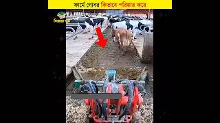 ফার্মে গোবর কিভাবে পরিষ্কার করে  শিক্ষার পথ shorts cowfarm [upl. by Lebatsirhc]