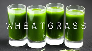 HOW TO MAKE WHEATGRASS JUICE  WHEATGRASS BENEFITS [upl. by Esch]