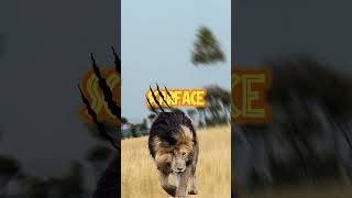 Scarface the legendary lion shorts lion legendary [upl. by Christabella]