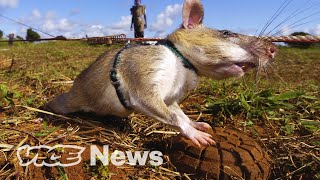 Giant Rats Are Sniffing Out Landmines and Tuberculosis [upl. by Eintruok]