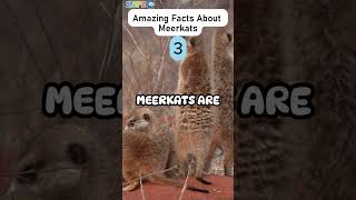 Amazing Facts About Meerkats zapetv facts animals [upl. by Atirres973]